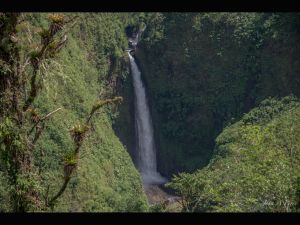 Jungle Waterfall